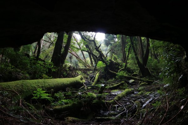 觀霧 檜山巨木群步道1090230