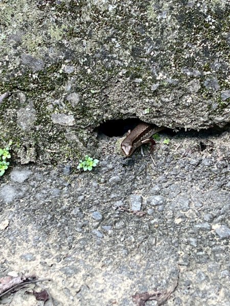 2025/6/28馬那邦山2823652