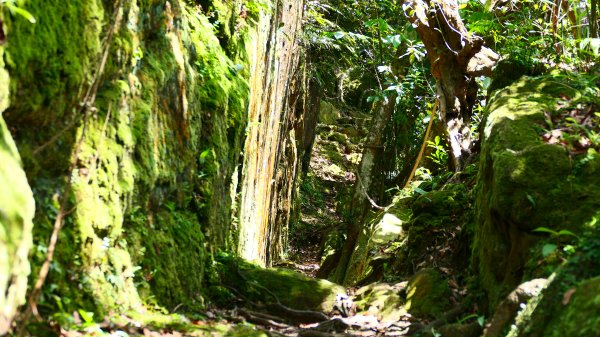 五堵獅頭山3043589