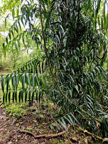 西阿里關山-小百岳#66-高雄市甲仙區2749995