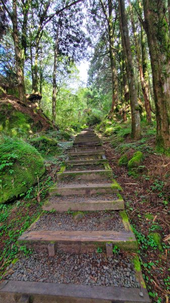 阿里山避暑放鬆遊(絕美日出 雲海 神木 珍禽 美食 咖啡)1786649