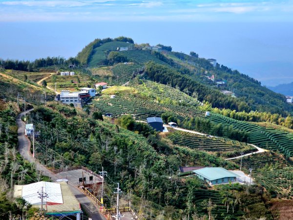 大崙山銀杏森林2966096