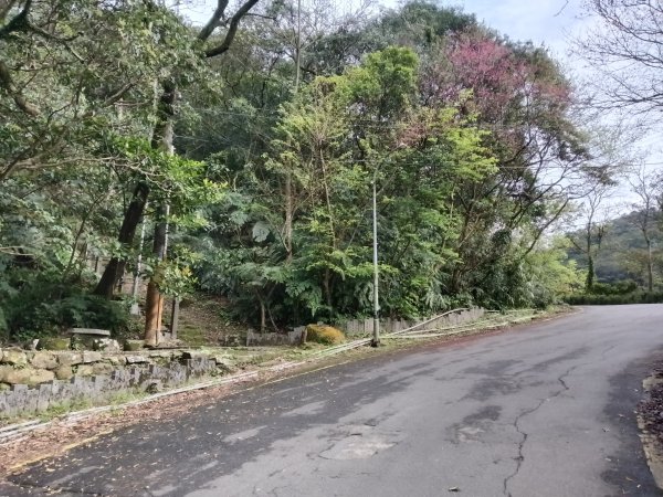 大尖山櫻花-龍船洞-秀峰瀑布2733725