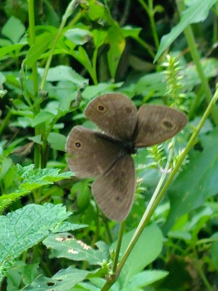 唐麻丹山 蝴蝶谷2918879