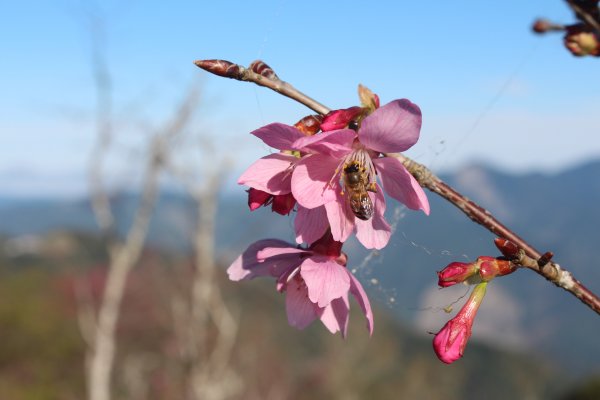 20220203高雄二集團櫻花公園順登二集團山1603614