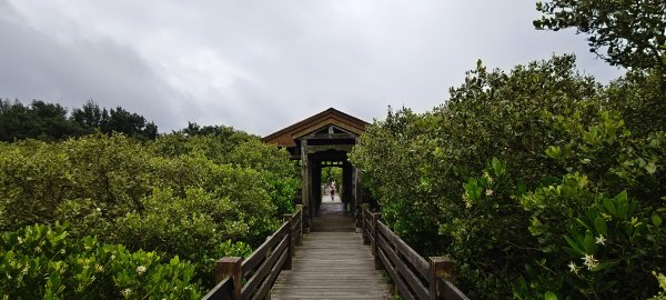 2026/06/28 新豐紅樹林生態保護區3079818