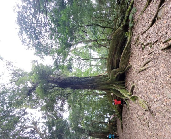 雪見大板根-202502222859818