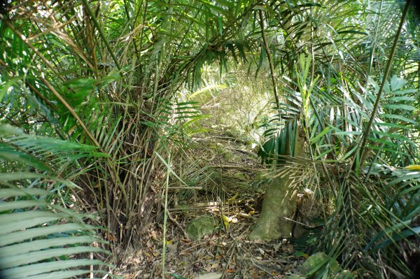 苗栗 卓蘭 白布帆山2967920