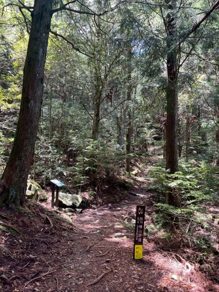 新竹 五峰 觀霧國家森林遊樂區 大鹿林道西線 榛山步道2811386