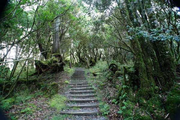 宜蘭 大同 望洋山、翠峰湖步道、山毛櫸步道2880718