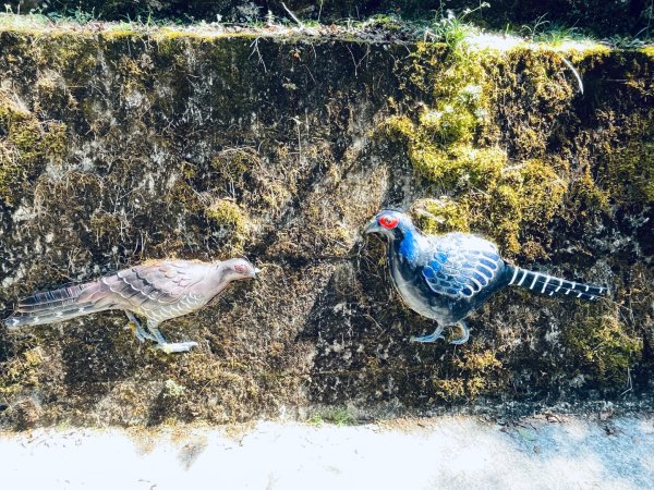20251209 阿里山-小笠原觀景平台、祝山觀日步道2959797