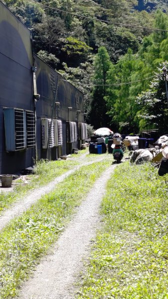 亞麻灣山(蘭花園)-->日湯真山-->鱈葉根山岔路口 (萬安古道)2042785