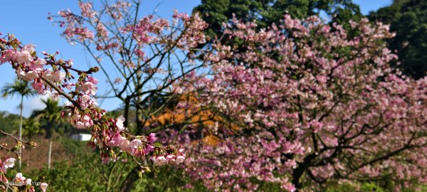 追花是簡單的快樂，賞花是恬淡的幸褔 1/292990546