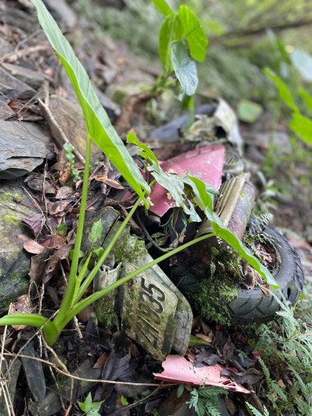 烏來阿玉溪山/西坑林道/探勘派出護管所彈藥庫遺址至獅坑橋2582009