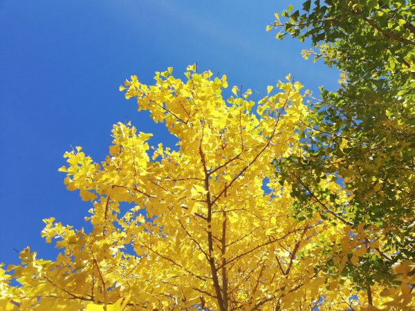 秋色的武陵463378