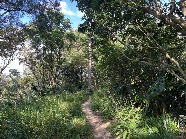 [微笑山線_第五段] 2025_0705 天上山系_五尖山2830307