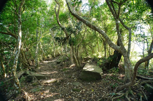 宜蘭 南澳 澳花山2881282