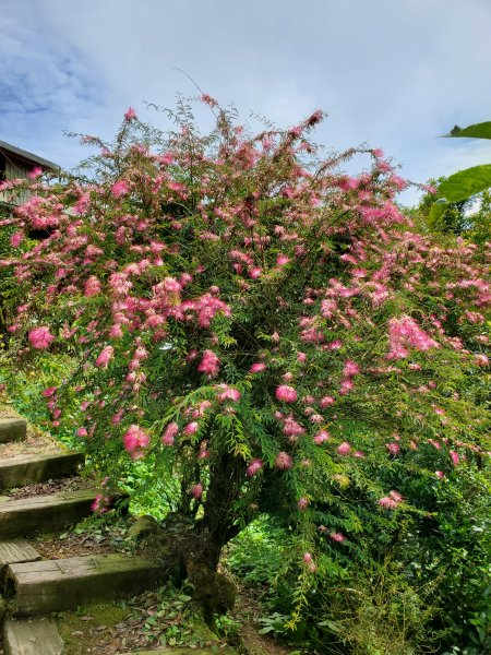 【嘉義 | 獨立山走大籠頂】1112271