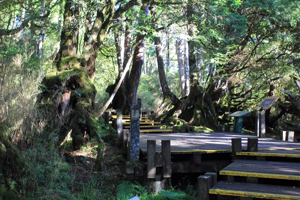 太平山檜木原始林→鐵杉林步道P型261424