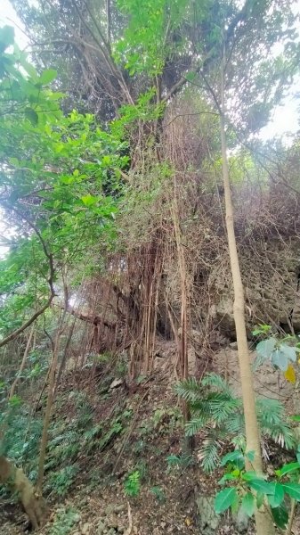 高雄市半屏山之旅1598421