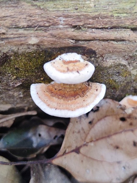 新店到貓空10K（台北天際線1部份路段）2993619