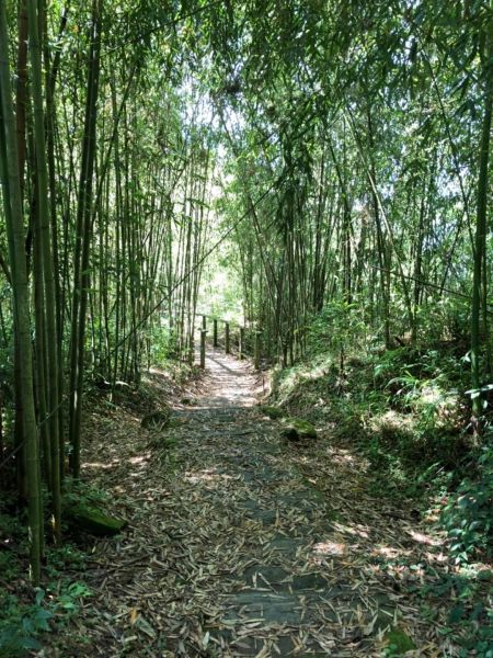 頂湖步道登奮起湖大凍山、霹靂山348503