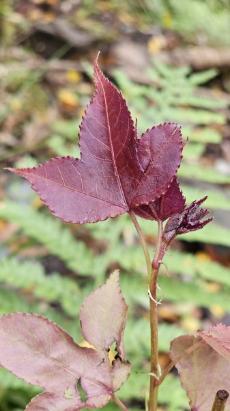 【美美兔走山趣】瓦拉米單攻27.2K-神人級路線。2773391