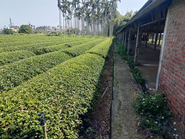 藤山步道登樟普寮一等三角點+挑水古道2749479