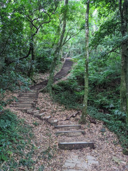 東眼山國家森林遊樂區1056018