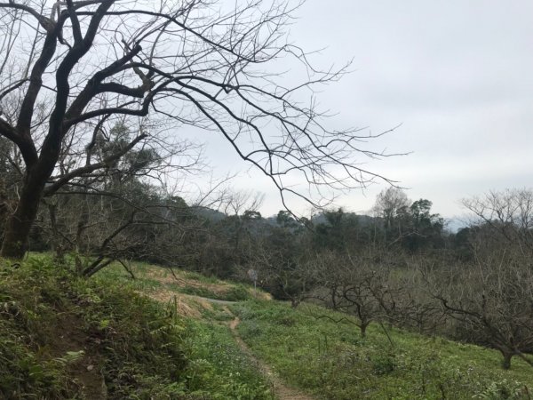 獅頭山、猿山、獅尾山三連走525971