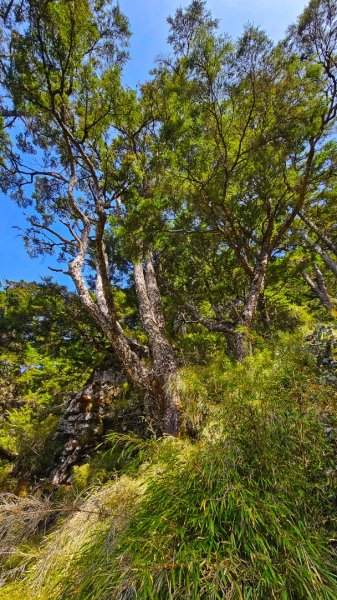 112.04.16 玉山前峰2123672