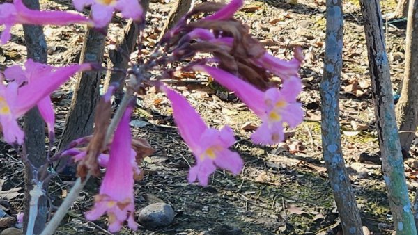 【田中】田中森林步道連走麒麟山2722567