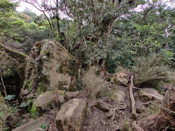 2020.05.02加里山 鹿場登山口來946343