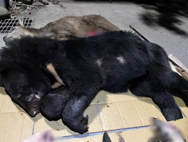 【新聞】3年獵殺4台灣黑熊法院判9人野保法無罪 原因：屬非營利自用