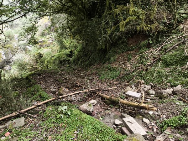 [玉山尋寶任務-08/12] 2025_0824 鹿林山步道_鹿林山2870806