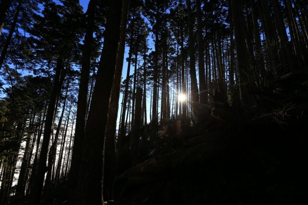 雪山‧甘木林山1250016