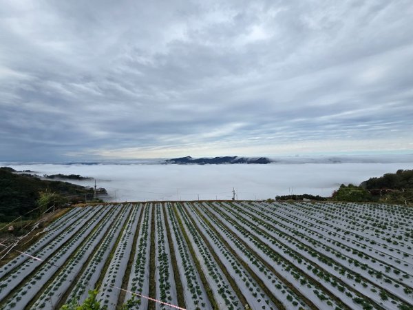 馬那邦山之雲海／雲瀑／楓紅／太陽琉璃光2676343