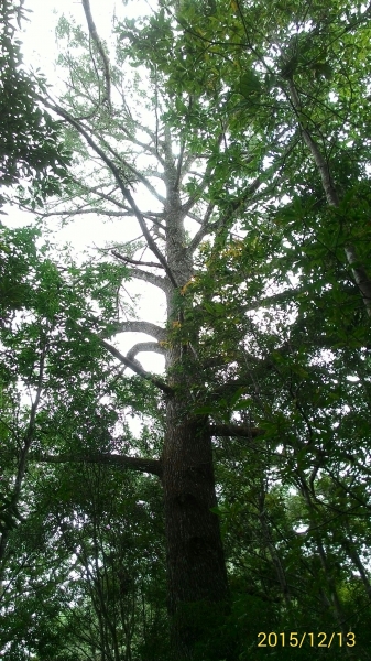 20151213尖石鄉屯野台山石麻達山28015