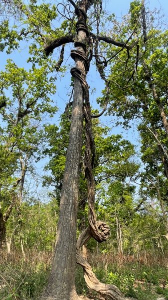尼泊爾奇旺國家公園4天三夜2788978