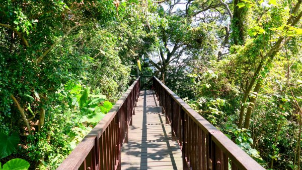 《蝶戀花。酸藤一生》2723347