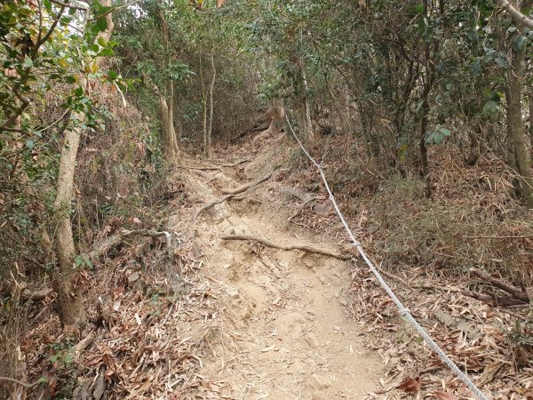 旗尾山步道（小百岳）1323657