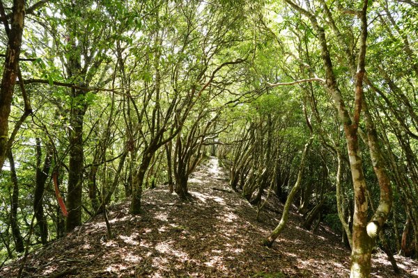 新竹 五峰 油羅山、霞山2798271