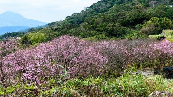 《蝶戀花・賞墨染櫻》2716454