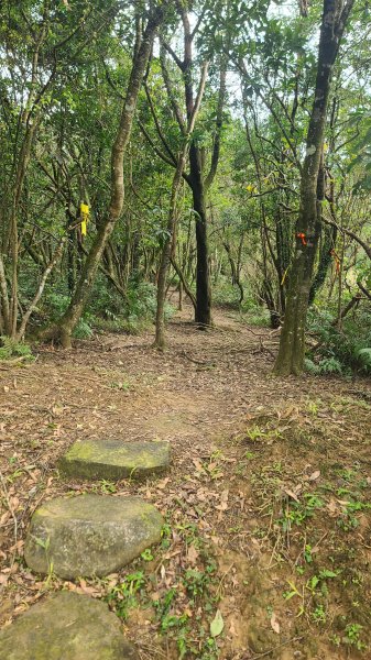 2025-01232淡蘭古道北二段(燦光寮古道到澳底)2696651