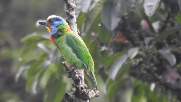 五色鳥和鐘萼木&夕陽晚霞 4/202766540