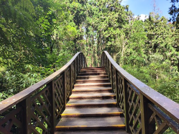 [百山百鳥尋旅-05/15] 2025_0830 溪頭賞鳥步道_銀杏步道2875533