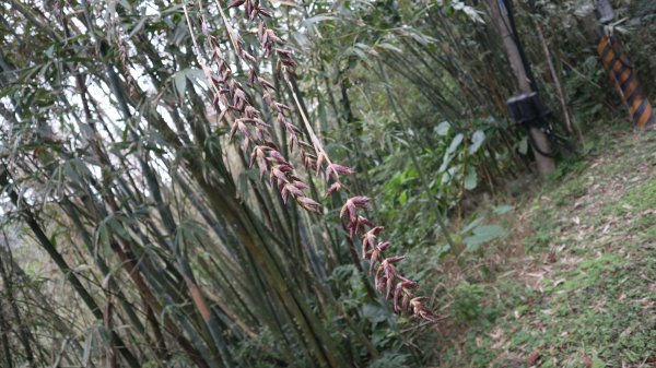 獵貍尖步道連走烏塗溪步道登山健行趣(淡蘭南路TK3-6&TK3-5&TK3-4)2404533