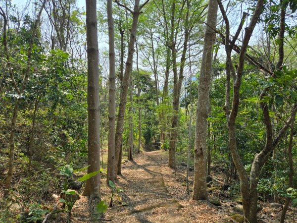 350高地、阿凰臘森林步道3033488