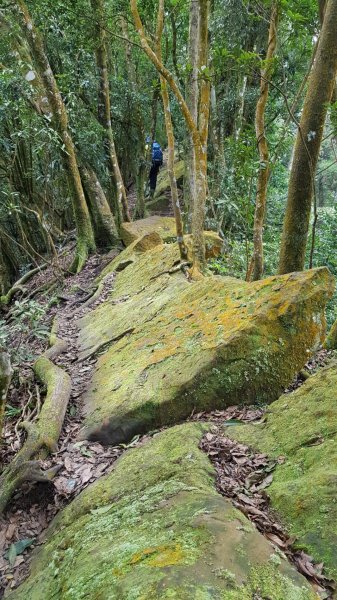 苗栗獅潭仙山509390