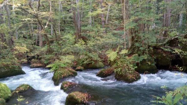 奧入瀨溪健行444367